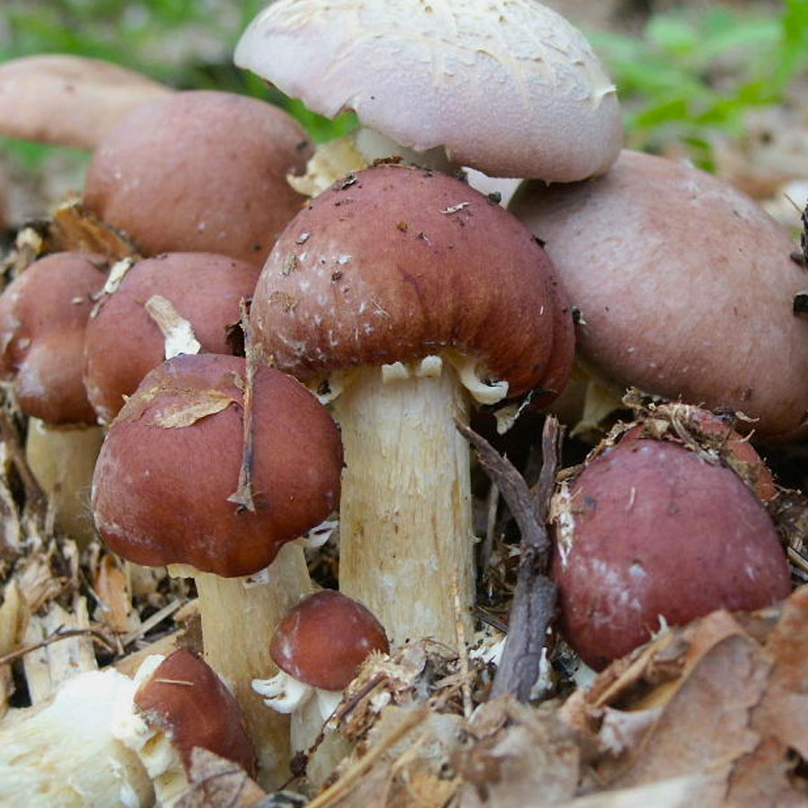 liquid culture syringe cubensis - King Stropharia mushroom