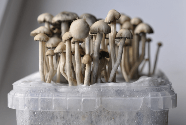 Hawaiian Copelandia Grow kit Exotics Magic Mushrooms