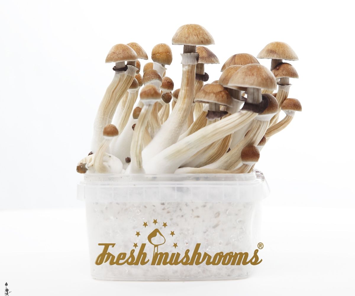 Magic mushroom grow kit McKennaii XP by FreshMushrooms - Fresh Mushrooms Grow kit